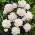 This Week's Harvest - 3