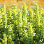 This Week's Harvest - 5